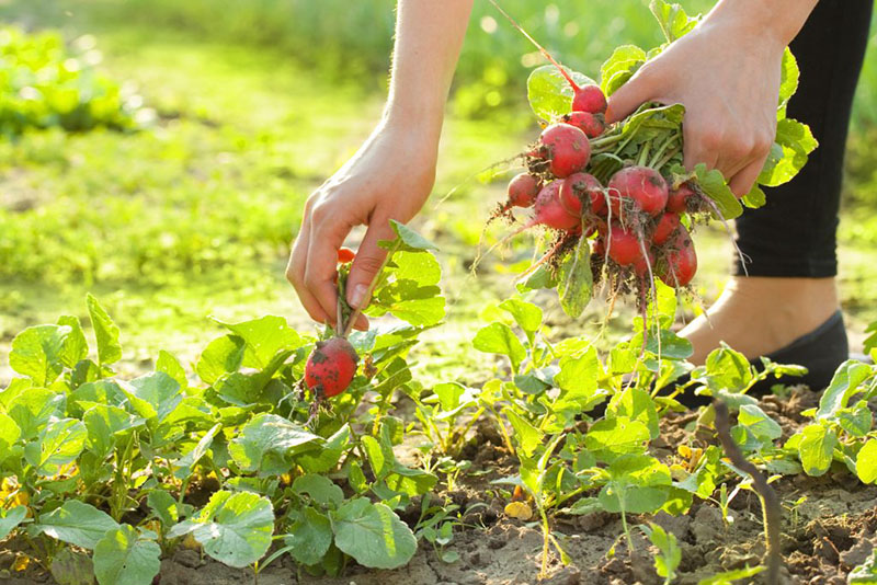 LLAMADO A INSCRIPCIÓN DE VOLUNTARIAS/OS PARA LA HUERTA